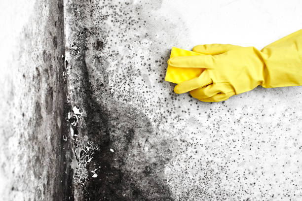 Best Insurance-Related Mold Remediation in Agency Village, SD