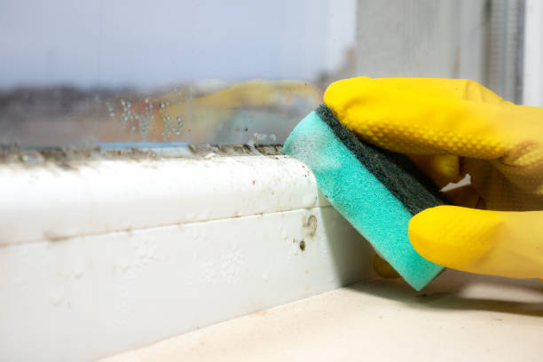 Best Commercial Mold Remediation in Agency Village, SD