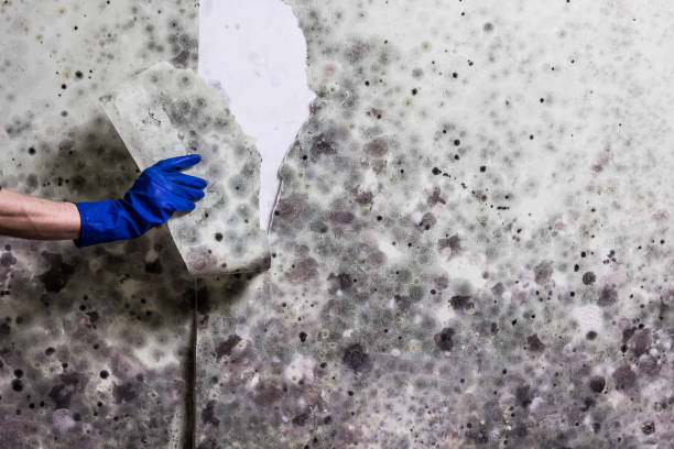 Professional Mold Remediation in Agency Village, SD